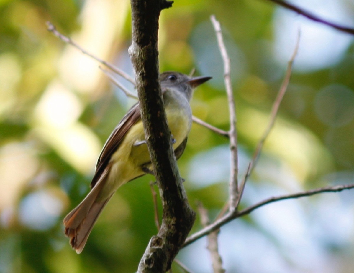 Great Crested Flycatcher - ML98576151