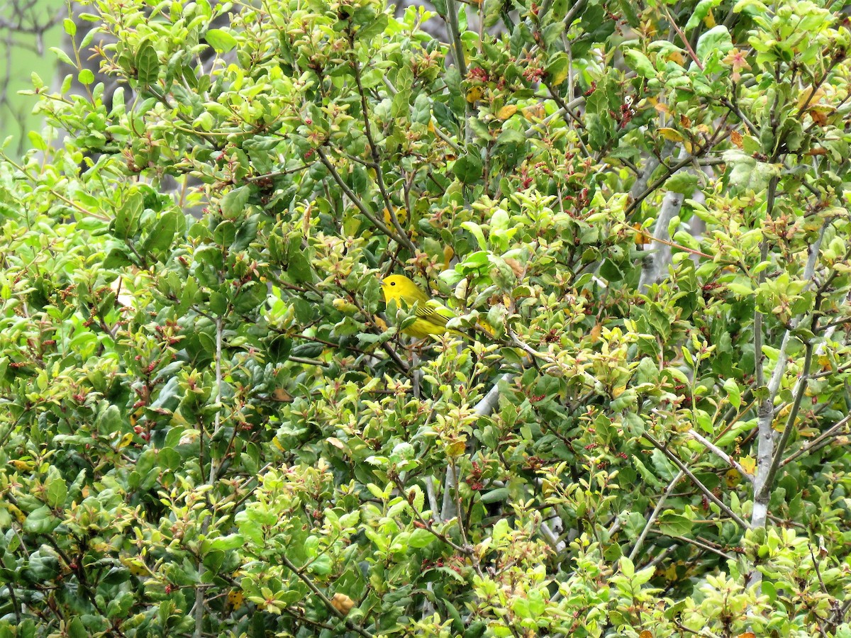Yellow Warbler (Northern) - Chris Hayward