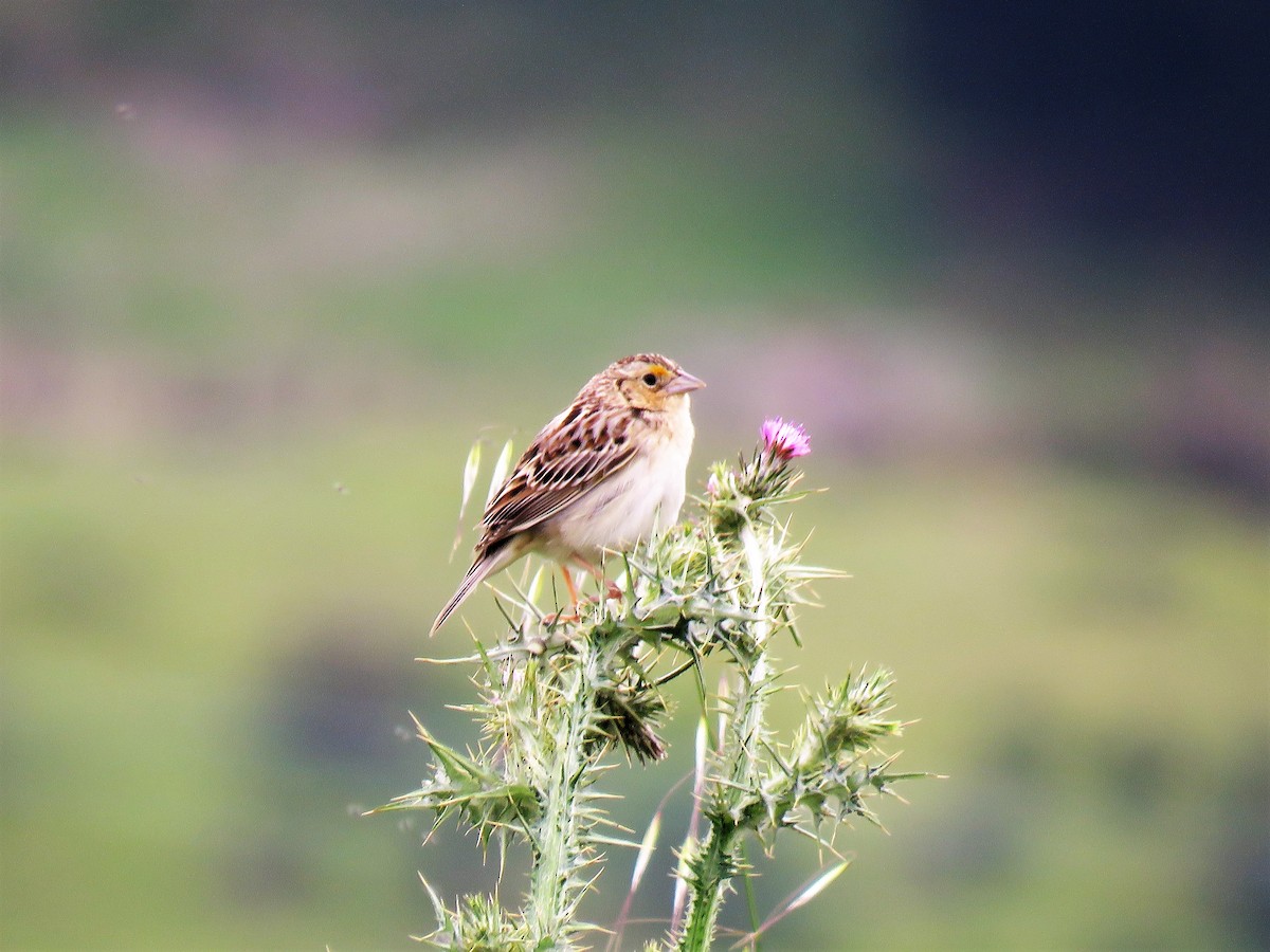 Grasshopper Sparrow - Chris Hayward