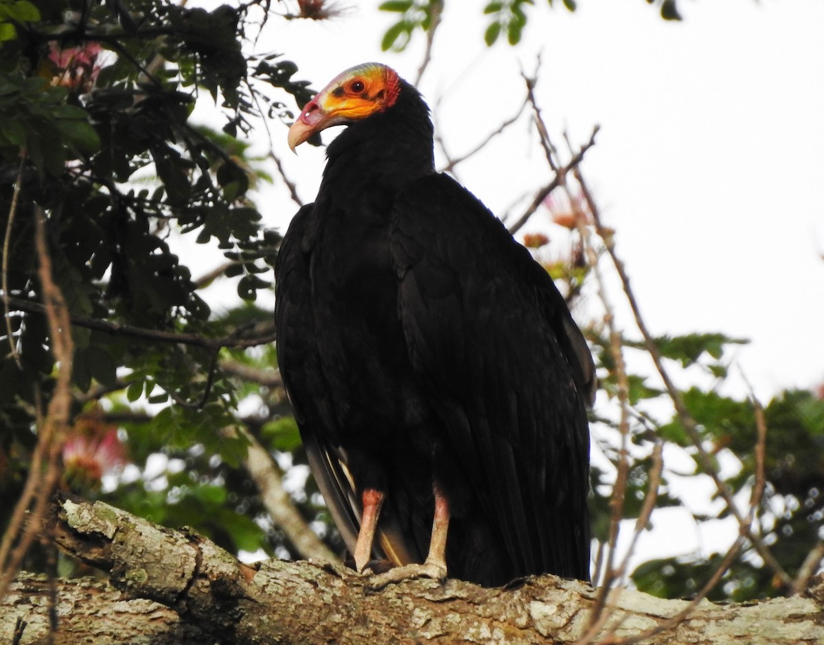 Lesser Yellow-headed Vulture - Hugo Vides