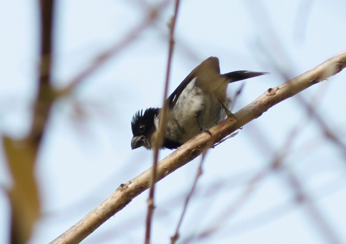 Variable Seedeater - ML98578541