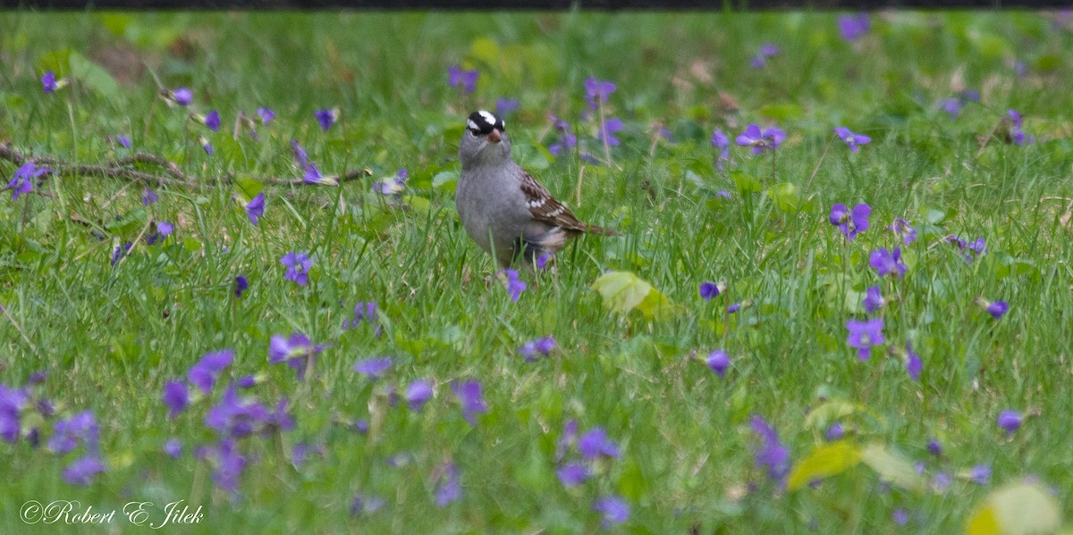 White-crowned Sparrow - Robert Jilek
