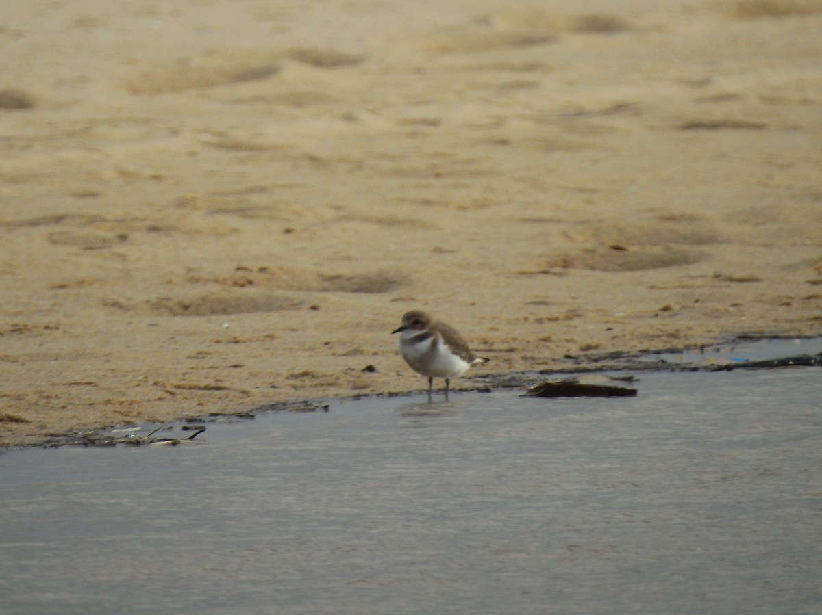 Two-banded Plover - ML98580401