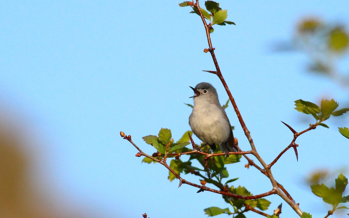 Blue-gray Gnatcatcher (obscura Group) - ML98583271