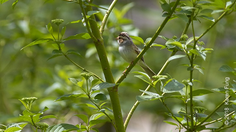 Clay-colored Sparrow - Karen Fung