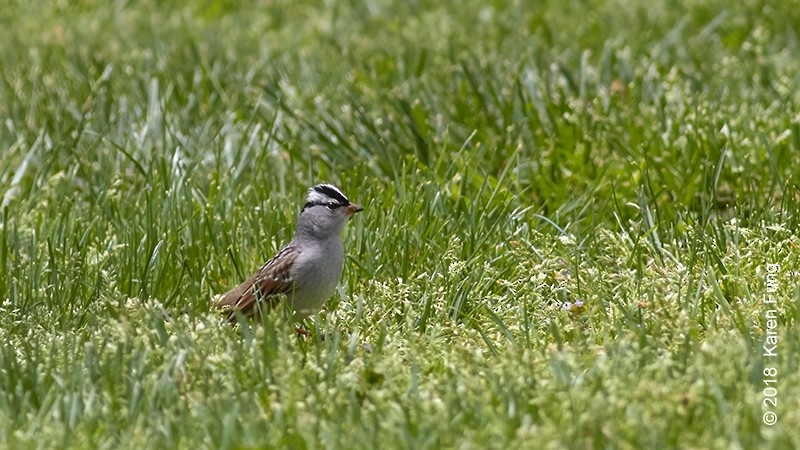 White-crowned Sparrow - Karen Fung