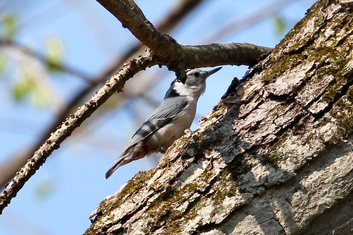 White-breasted Nuthatch - ML98585951
