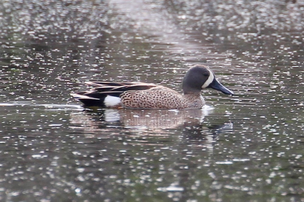 Blue-winged Teal - Jeffrey Boland