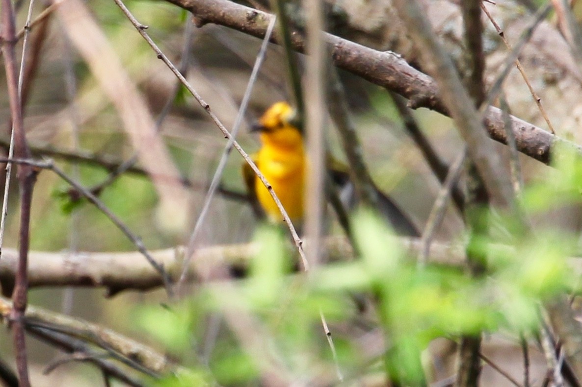 Prothonotary Warbler - ML98587741