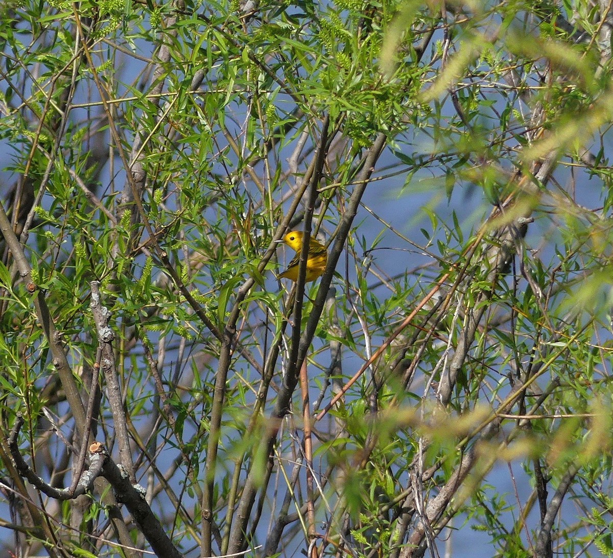 Yellow Warbler - ML98589311