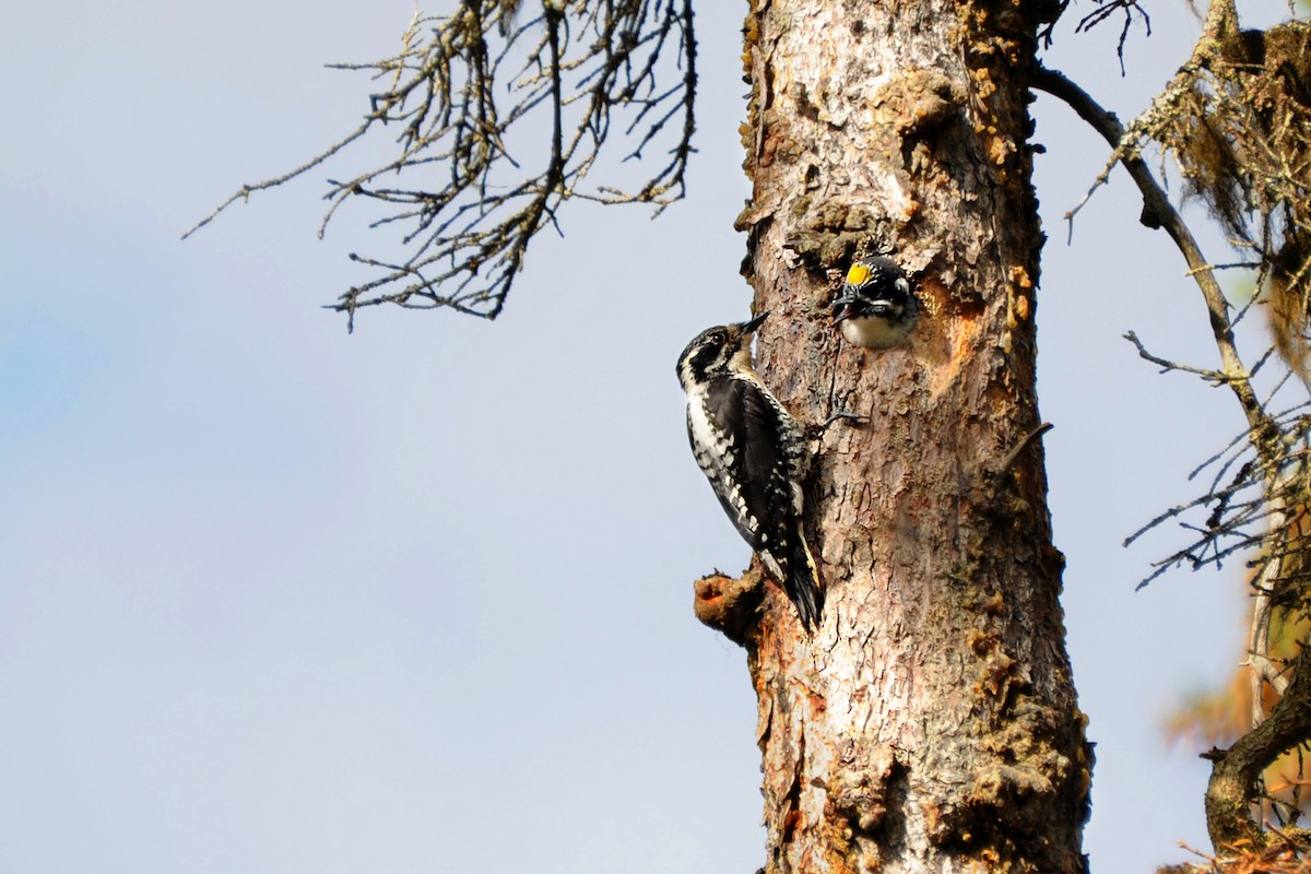 American Three-toed Woodpecker - Bryan Calk