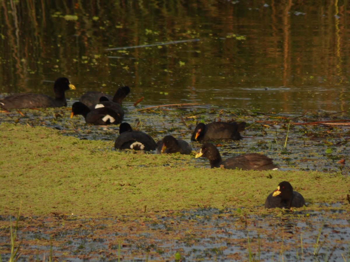 Red-fronted Coot - ML98591401