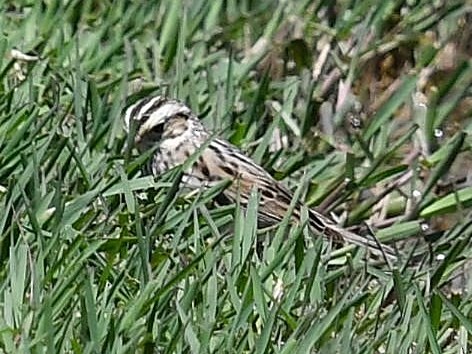 Savannah Sparrow - ML98594781