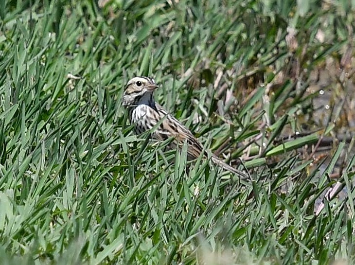Savannah Sparrow - ML98594831