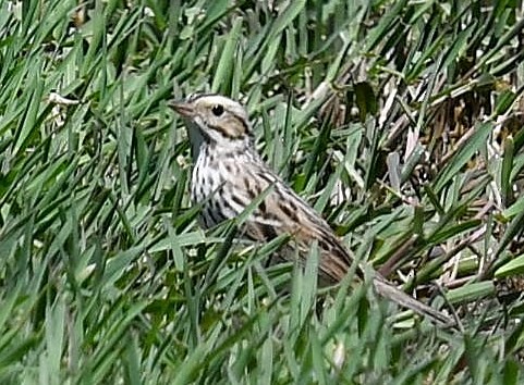 Savannah Sparrow - ML98594851