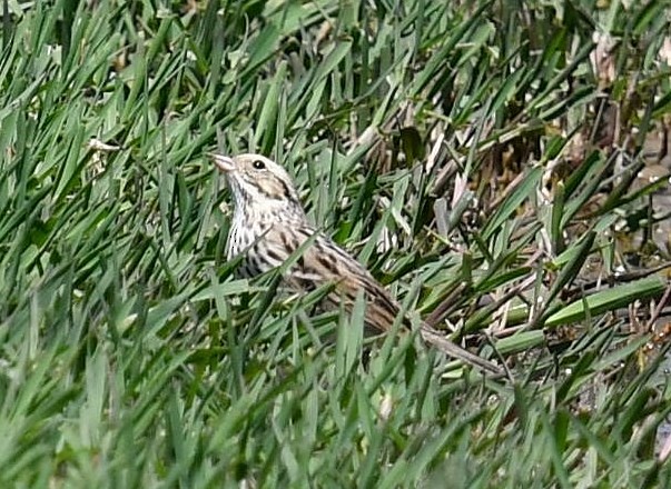 Savannah Sparrow - ML98594871