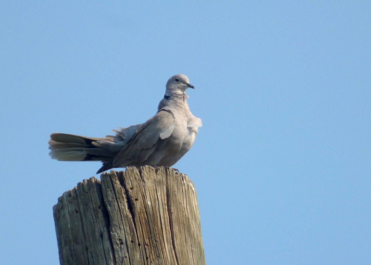Eurasian Collared-Dove - ML98595301