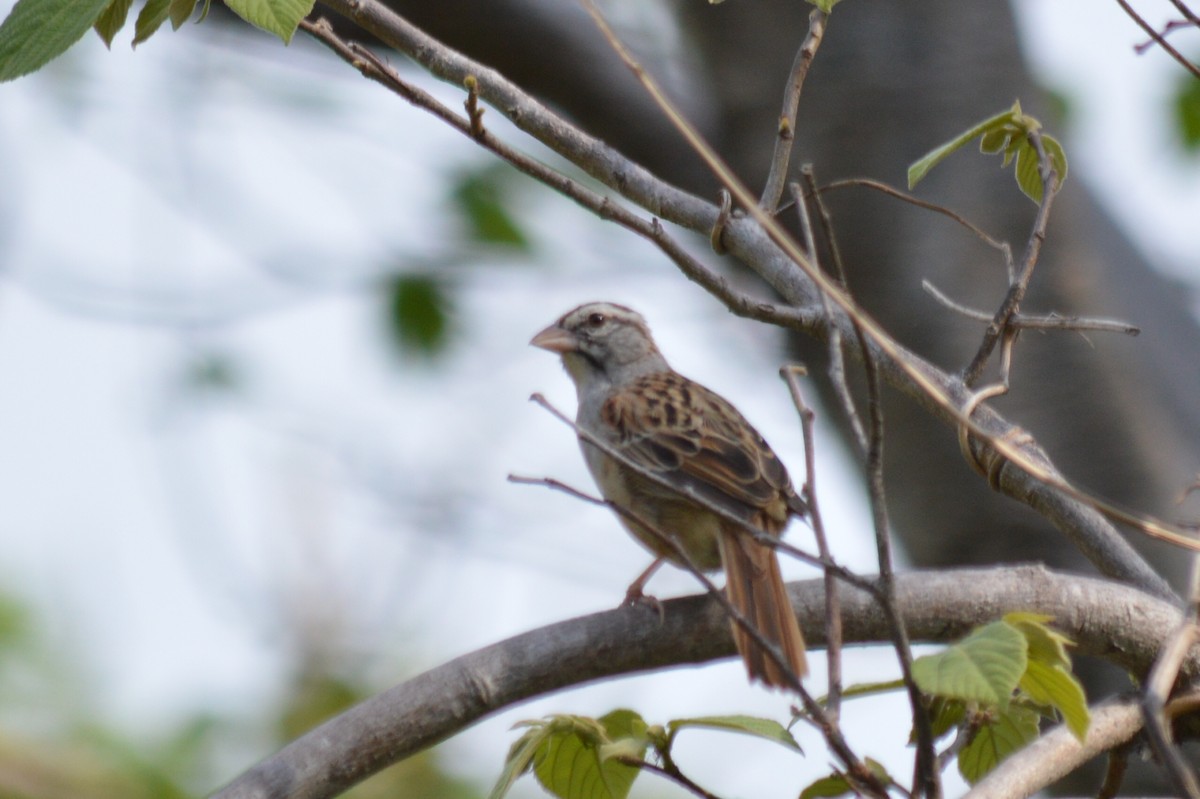 Cinnamon-tailed Sparrow - Carlos Mancera (Tuxtla Birding Club)