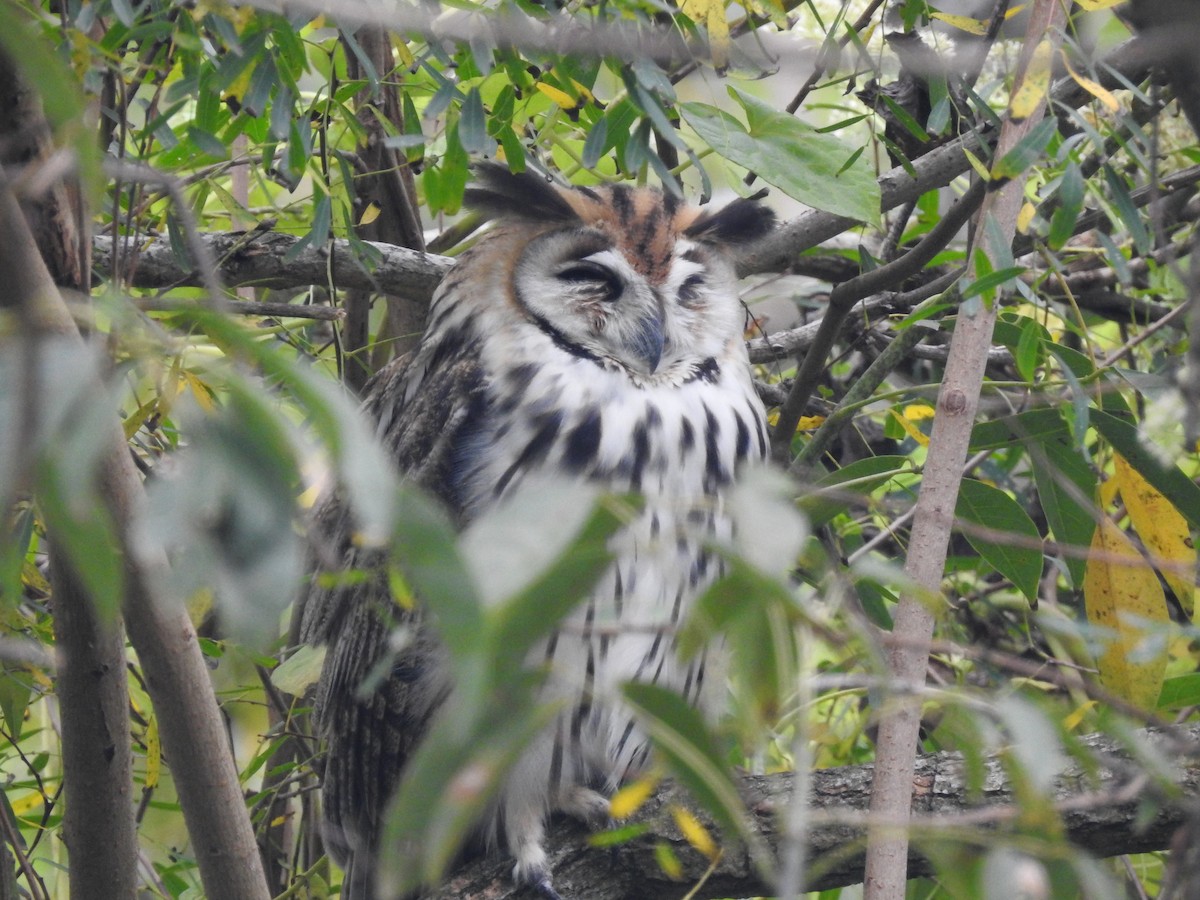 Striped Owl - ML98599821