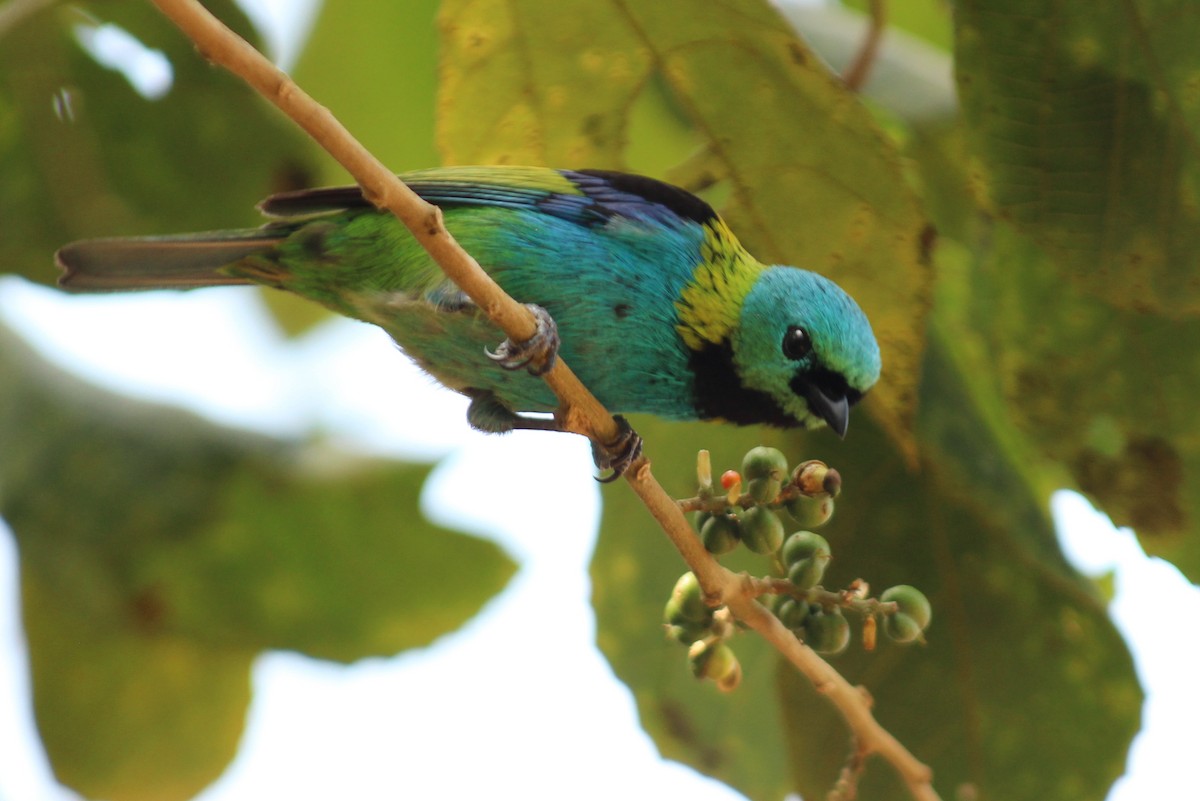 Green-headed Tanager - ML98600191