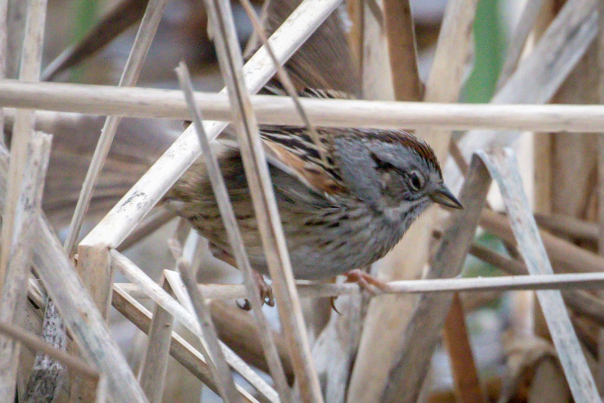 Swamp Sparrow - ML98603421