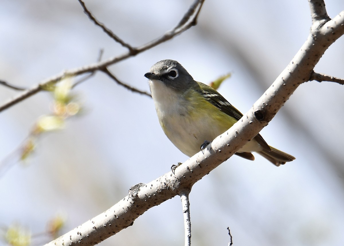 Blue-headed Vireo - André Lanouette
