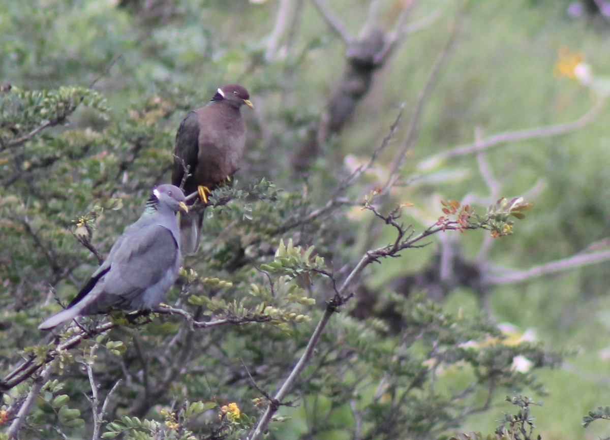 Band-tailed Pigeon - Omar Custodio - CORBIDI