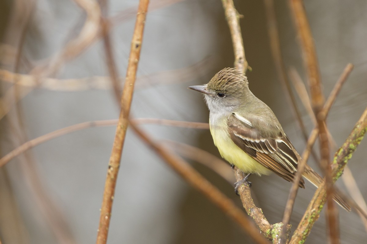 Great Crested Flycatcher - ML98603891
