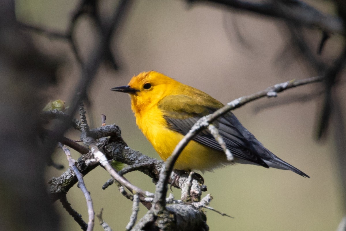 Prothonotary Warbler - ML98604911