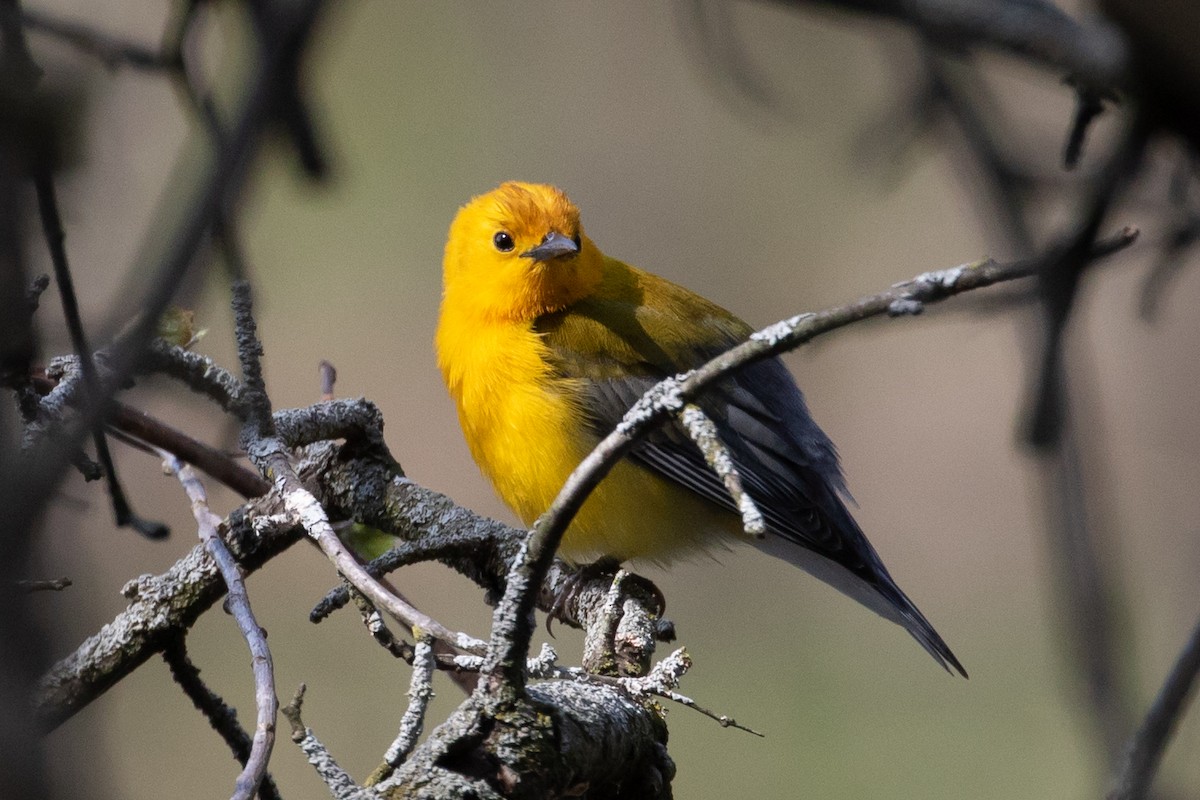 Prothonotary Warbler - ML98604921