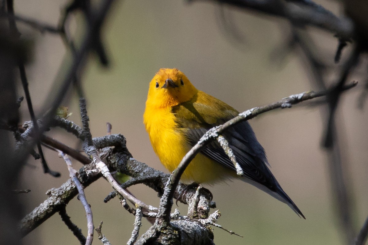Prothonotary Warbler - ML98604931