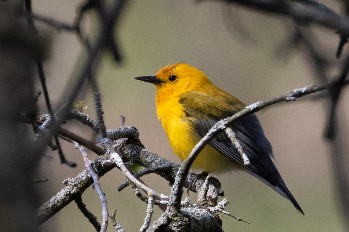 Prothonotary Warbler - ML98604941