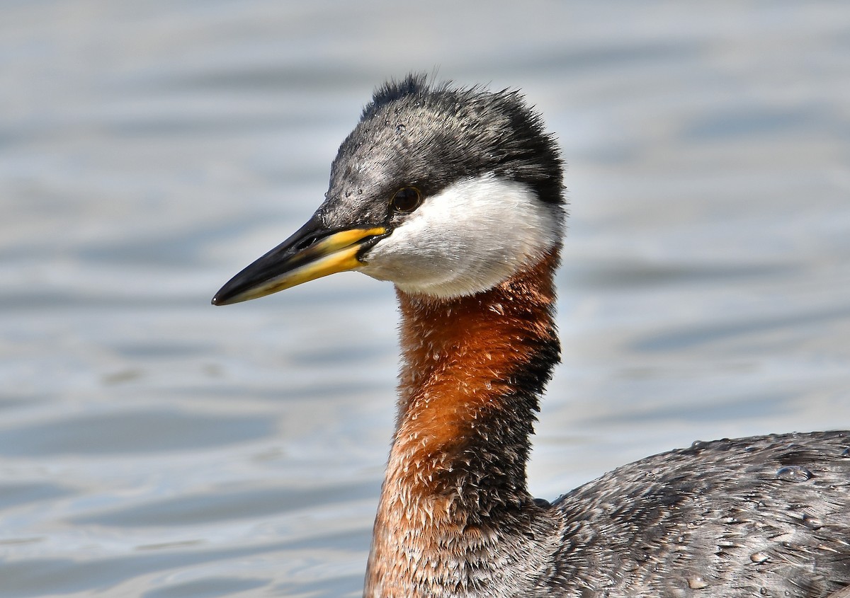 Red-necked Grebe - André Lanouette