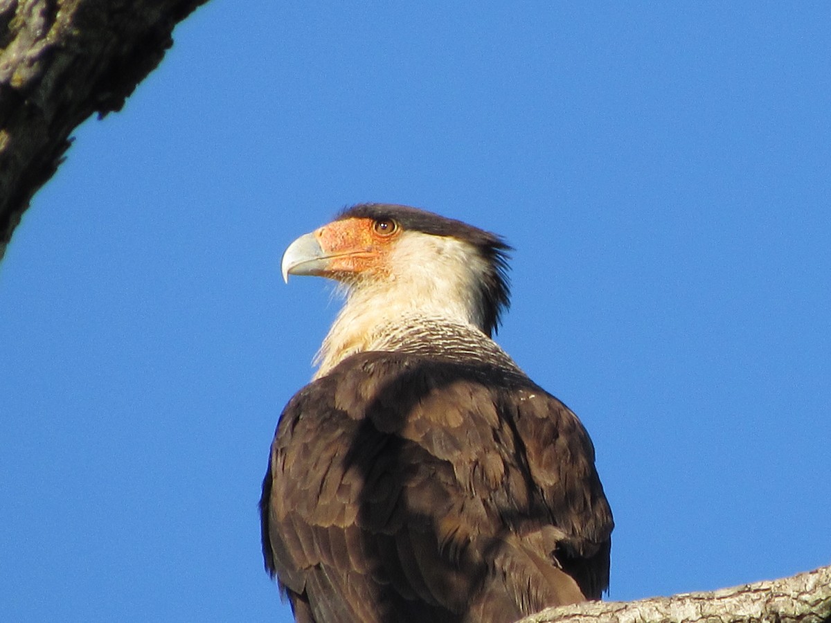 Crested Caracara (Northern) - Vincent O'Brien