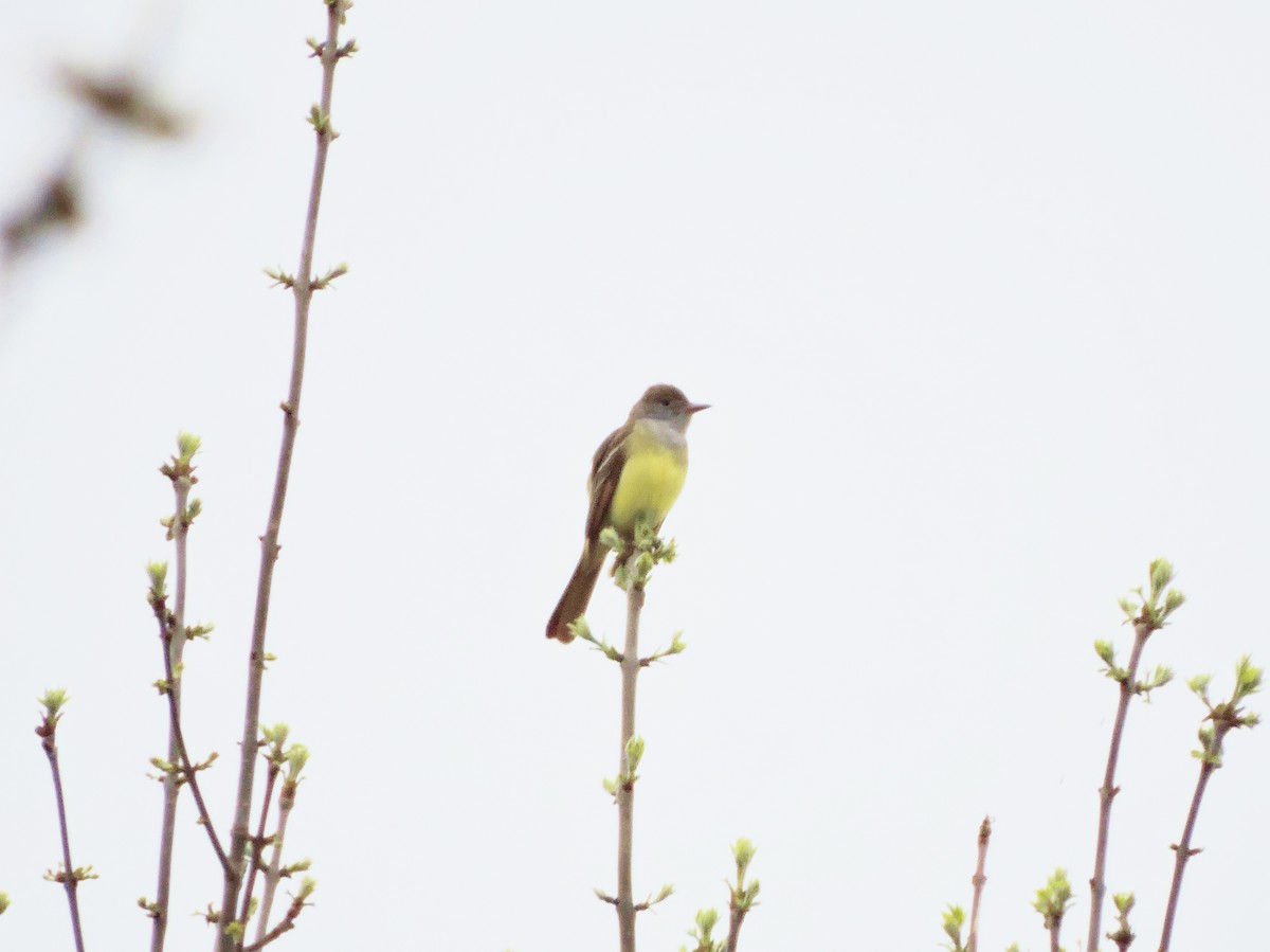 Great Crested Flycatcher - ML98605851