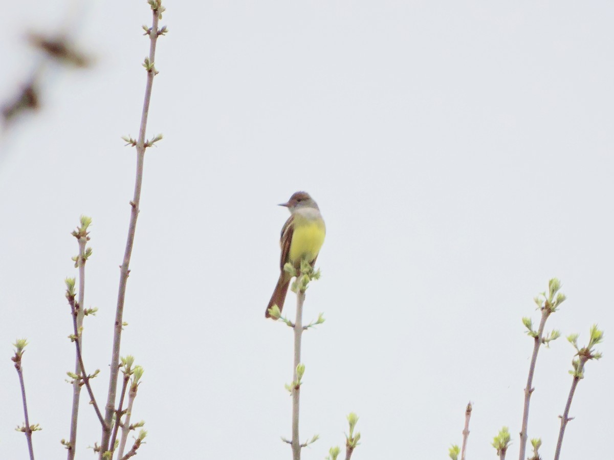 Great Crested Flycatcher - ML98605901