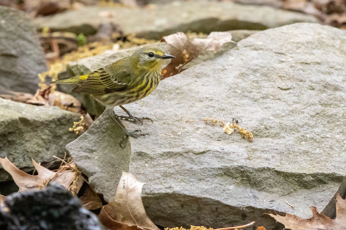 Cape May Warbler - ML98606621