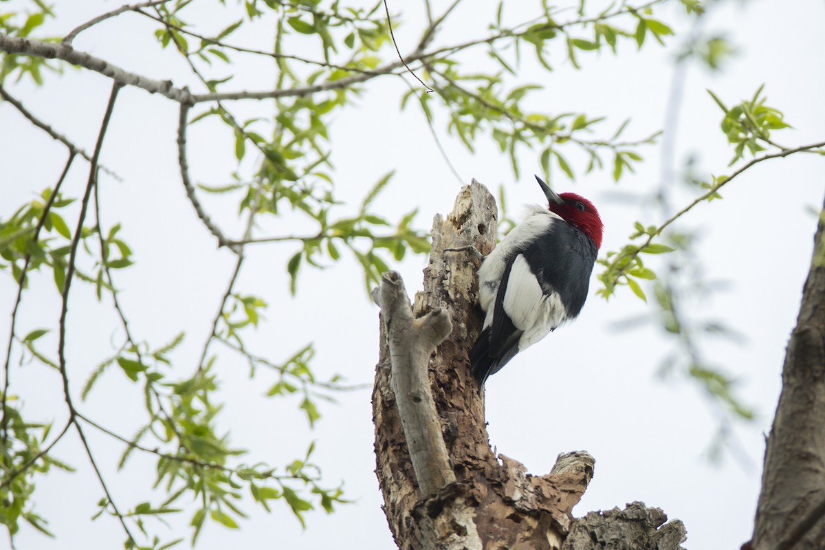 Red-headed Woodpecker - Joshua Covill