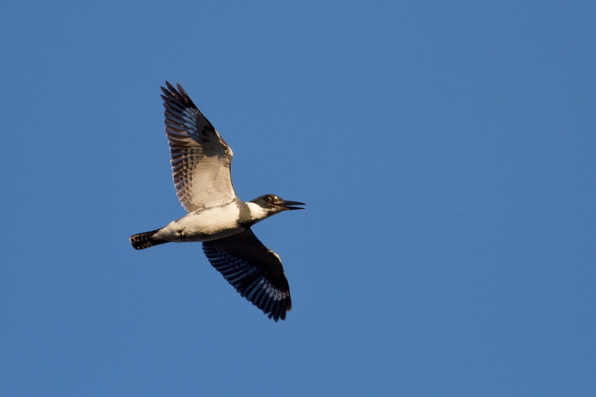 Belted Kingfisher - ML98610741