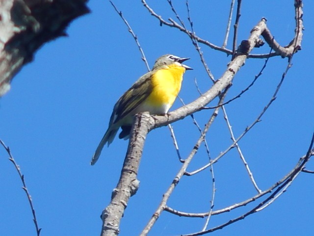 Yellow-breasted Chat - ML98611361