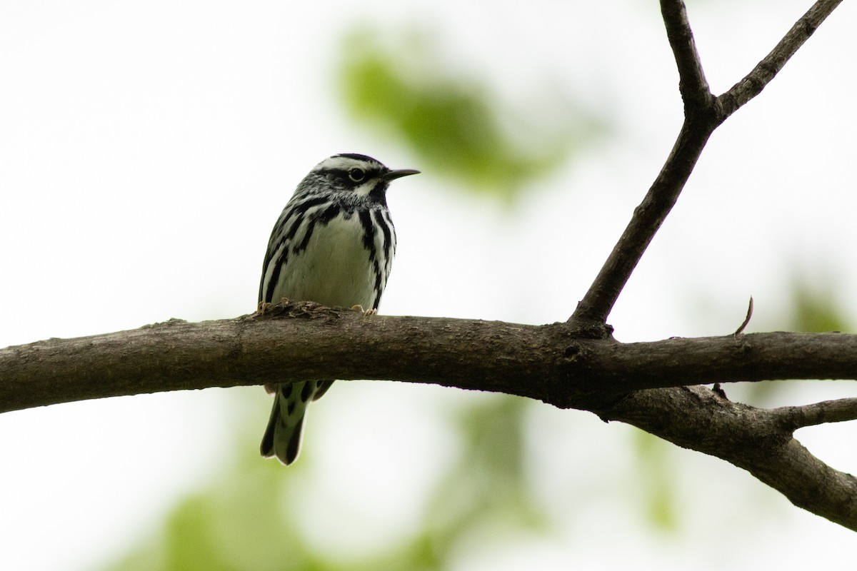 Black-and-white Warbler - ML98613561