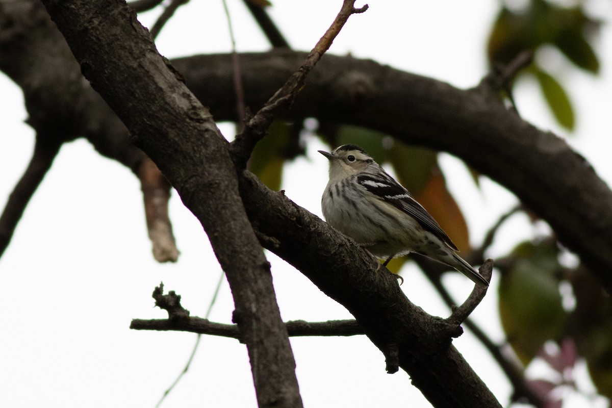 Black-and-white Warbler - ML98613581