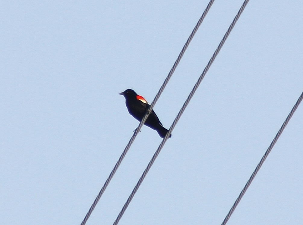 Red-winged Blackbird - Mark Hays