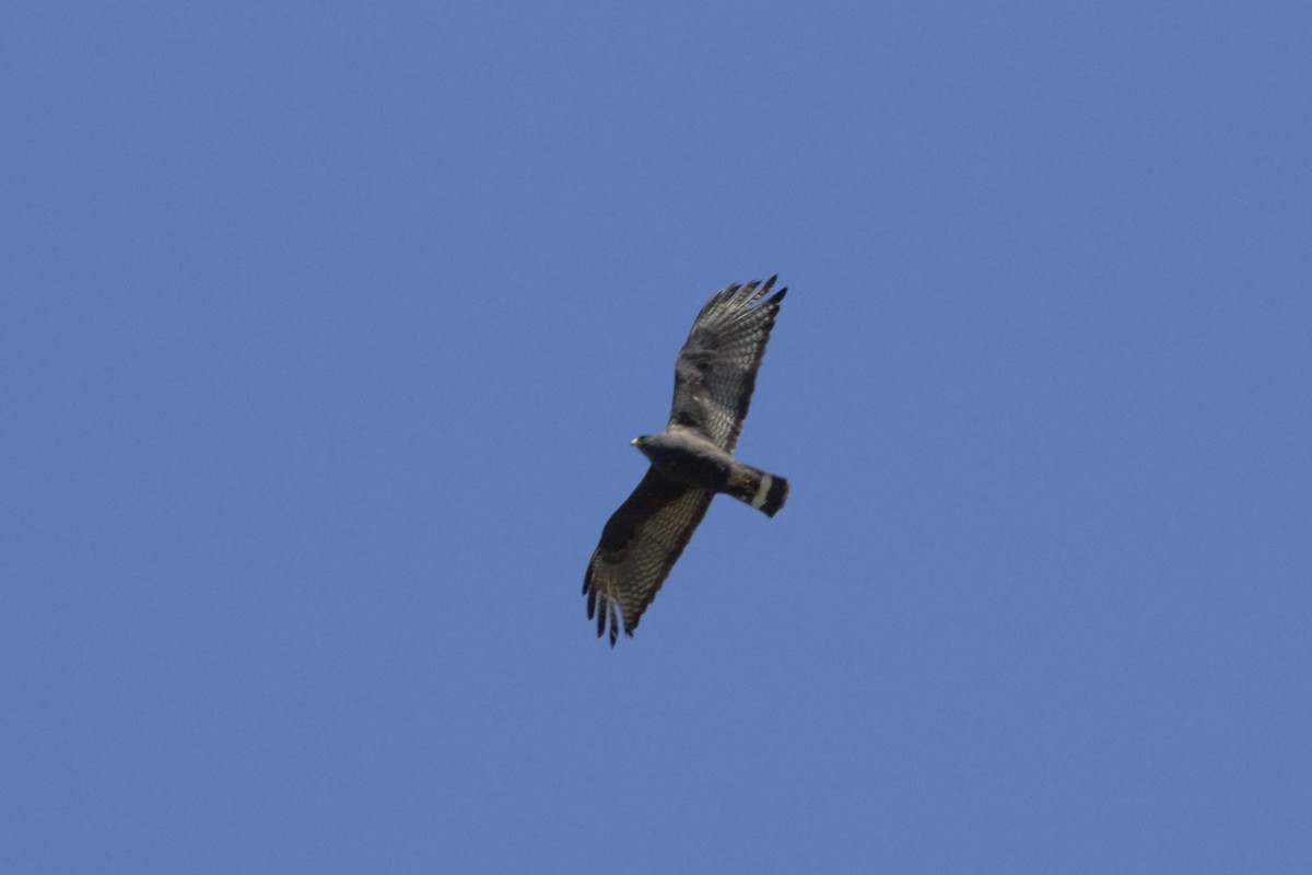 Zone-tailed Hawk - ML98615941