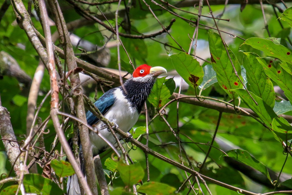 Red-faced Malkoha - ML98616631