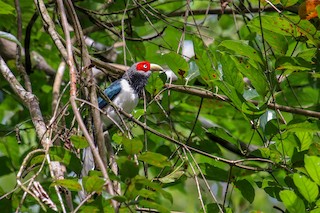  - Red-faced Malkoha