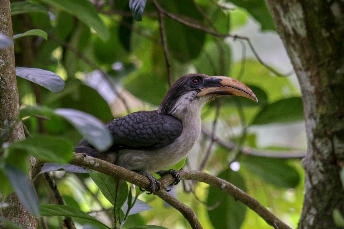 Sri Lanka Gray Hornbill - ML98617341