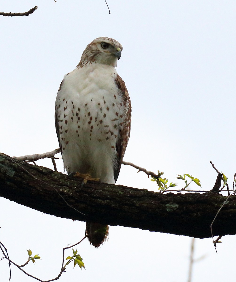 Red-tailed Hawk - Mark E Land