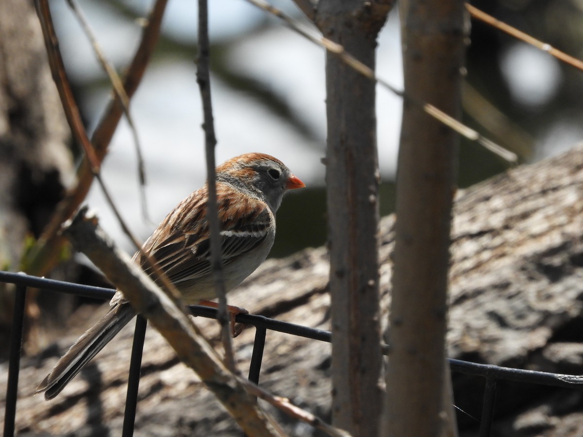 Field Sparrow - Linda Coady