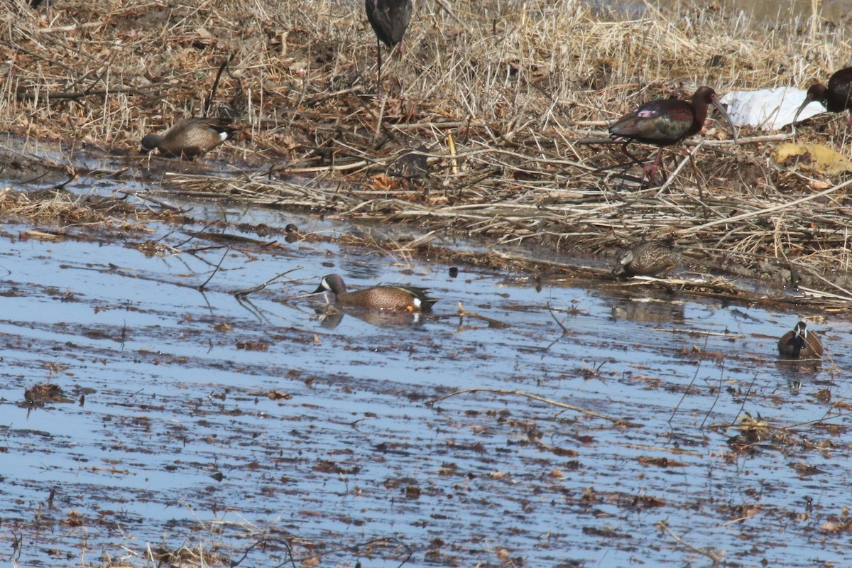 Blue-winged Teal - ML98624251